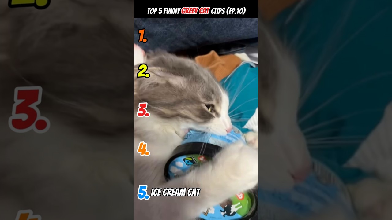 Рейтинг жадных / голодных котов 🤣🤣🤣 