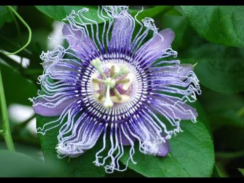 Video: Passionflower (44 Fotos): Hvad Er Det? Plantning Og Pleje Af En Blomst Derhjemme, En Beskrivelse Af Plantearterne Spiselige Og Blå Passionsblomst, Inkarneret Passionsblomst Og &quo