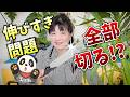 【観葉植物】えっ！そこまで切る？伸びすぎ問題🍀ユッカの場合