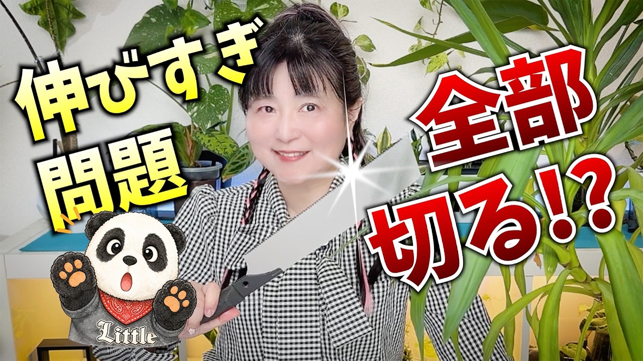 Houseplants] What?! Cut it back that much?! The problem of it