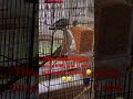 #birdsfight #birdslover #birdsfeeding #birdsounds