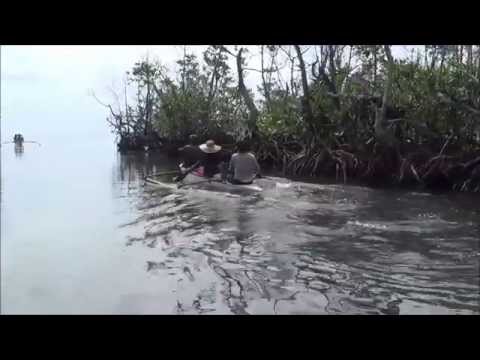 Mangroves can serve as protective wall against a storm like Yolanda