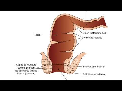 Vídeo: Diferencia Entre Ano Y Cloaca