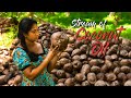 Making home-made coconut oil is not so easy as it taste! | Traditional Me