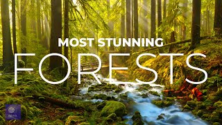 Beautiful National Forest | See the STUNNING BEAUTY | Explore the Most Beautiful Forests in the USA