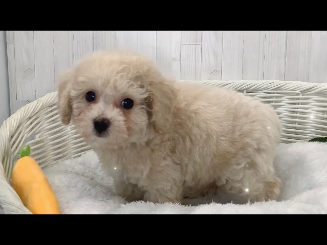 ミックス（ビションフリーゼ×トイプードル）♂2609D0778 - YouTube