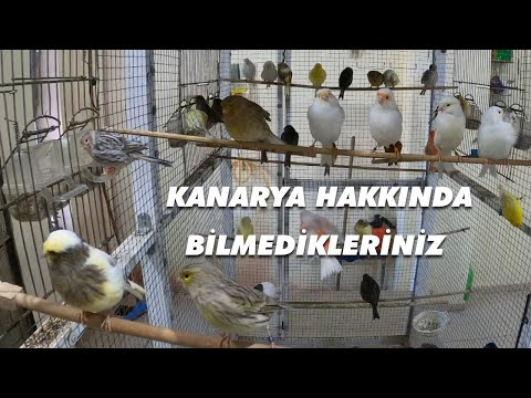 Video: Bir Kanarya Necə Seçilir