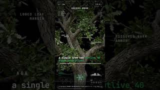 Oak Tree — CHEMICAL: Bark releases tannins that poison rivals' roots | Flora Error