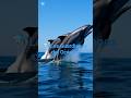 LOS DELFINES 🐬 | Inteligencia y Magia en el Océano#Delfines #VidaMarina #Océano #Shorts #MundoAnimal