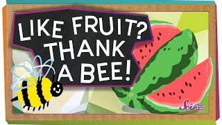 Like Fruit Thank A Bee!