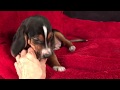 Zappo, Queen Elizabeth Pocket Beagle Male