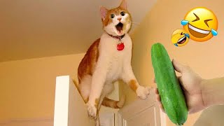 The Most Dramatic Dogs and cats are Waiting for You here!😿🐶FUNNIEST Animal Videos 2024😜