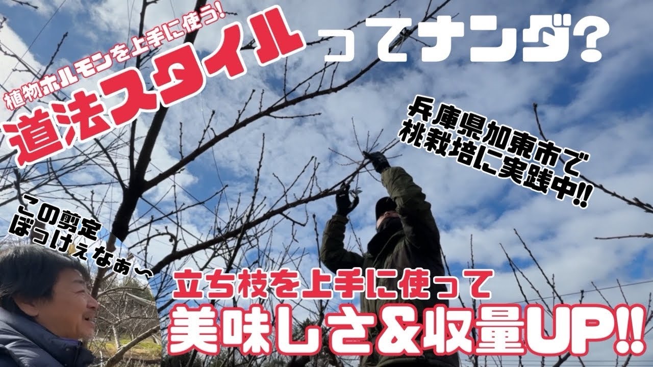 ♯584【道法スタイル農法】脅威の剪定術！立ち枝を積極的に利用して美味しい桃を作る【植物ホルモンの利用】
