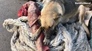 Cute little dogs with their mother at port of Tripoli, Lebanon