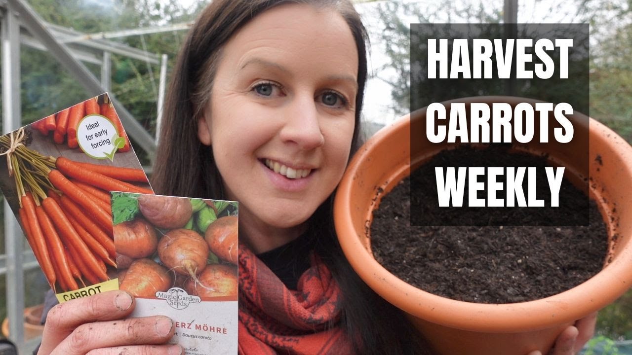 Growing Carrots From Seed How To Grow Carrots For A Weekly And Early