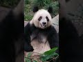 猝不及防的抬頭殺,我珍兒真的美太權威了 #國寶熊貓 #大熊貓奇珍奇寶 #大熊貓奇珍 #可愛到爆炸💥 #重慶動物園