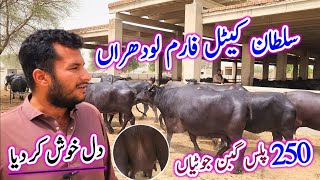 250 Buffalo Farm | Kundi Badeen Buffalo Farms | Nili Ravi Buffalo Dairy Farming | Sultan Cattle Farm