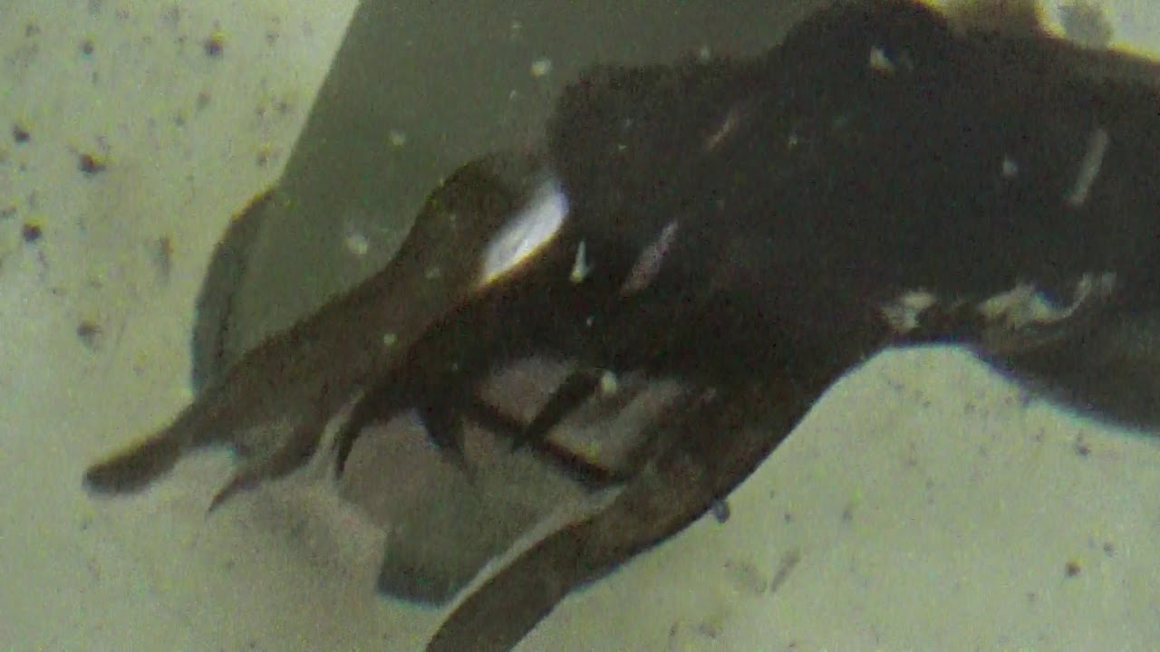 ネンブツダイはアオリイカ に大人気 3匹水槽に投入したら 即捕食します アジより確実に喰い付きがいいのです ちなみに水槽の中にはアジが5匹 隅っこで固まって泳いでいます ヤエン 釣り ウキ釣りのご参考に Youtube