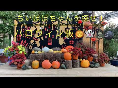 『ちいぽぽちゃんを探せ‼︎ ハロウィン版』みいつけたのコッシーを探せみたいに^ ^。#Halloween #diadasBruxas #VísperadeTodoslosSantos