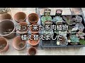 【多肉】#86 買ってきた多肉植物を植え替えました。約1週間、環境に慣らし素焼き鉢にブレンド土を使って植え替えます。