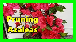 How to Prune Potted Azaleas Like a Pro (Best Timing + Step-by-Step Guide)