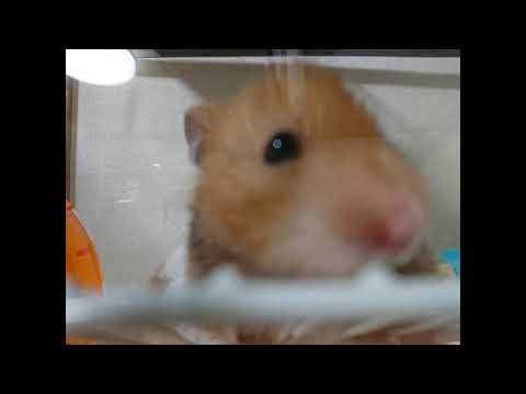 【ハム】　オトモダチフィルム　オーイシマサヨシ　歌ってみました。