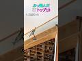ぶっ飛んだ猫 トップ10