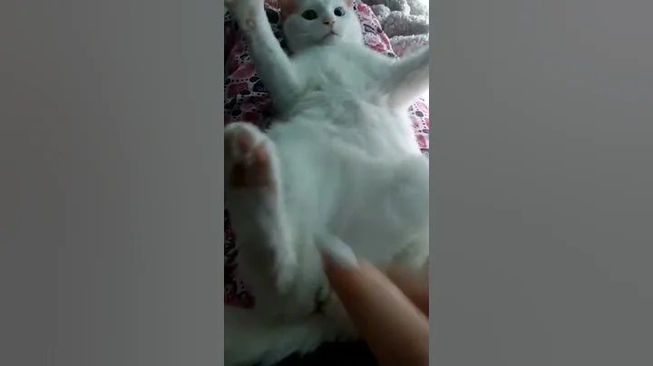 Video 11398001: cats animal funny kitty, kitty cat playing, gatos cat animals, manee cat