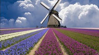 جمال حقول التوليب في هولندا | Amazing Tulip Fields