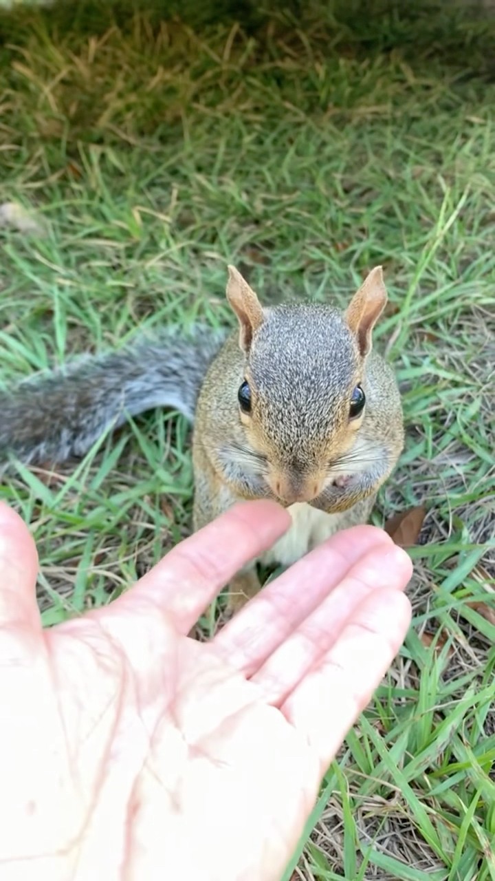 #JasonDeruloTV // Squirrel Love ? #GotPermissionToPost From @pipthebabysquirrel #HandsOnMe