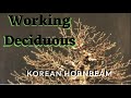 Working Deciduous - korean Hornbeam