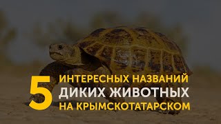 5 интересных названий диких животных на крымскотатарском