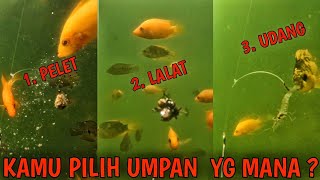 memancing ikan red devil  pakai tiga jenis umpan screenshot 2