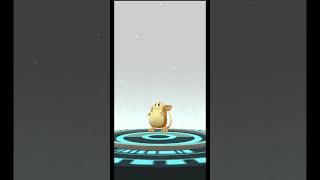 Rattata evolves into... #Raticate #Kanto #original #019 #020 #pokemon #pokemongo #rat #normal