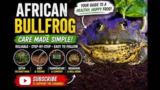 New to African Bullfrogs? Start Here (Pixie Frog HQ Care Guide)