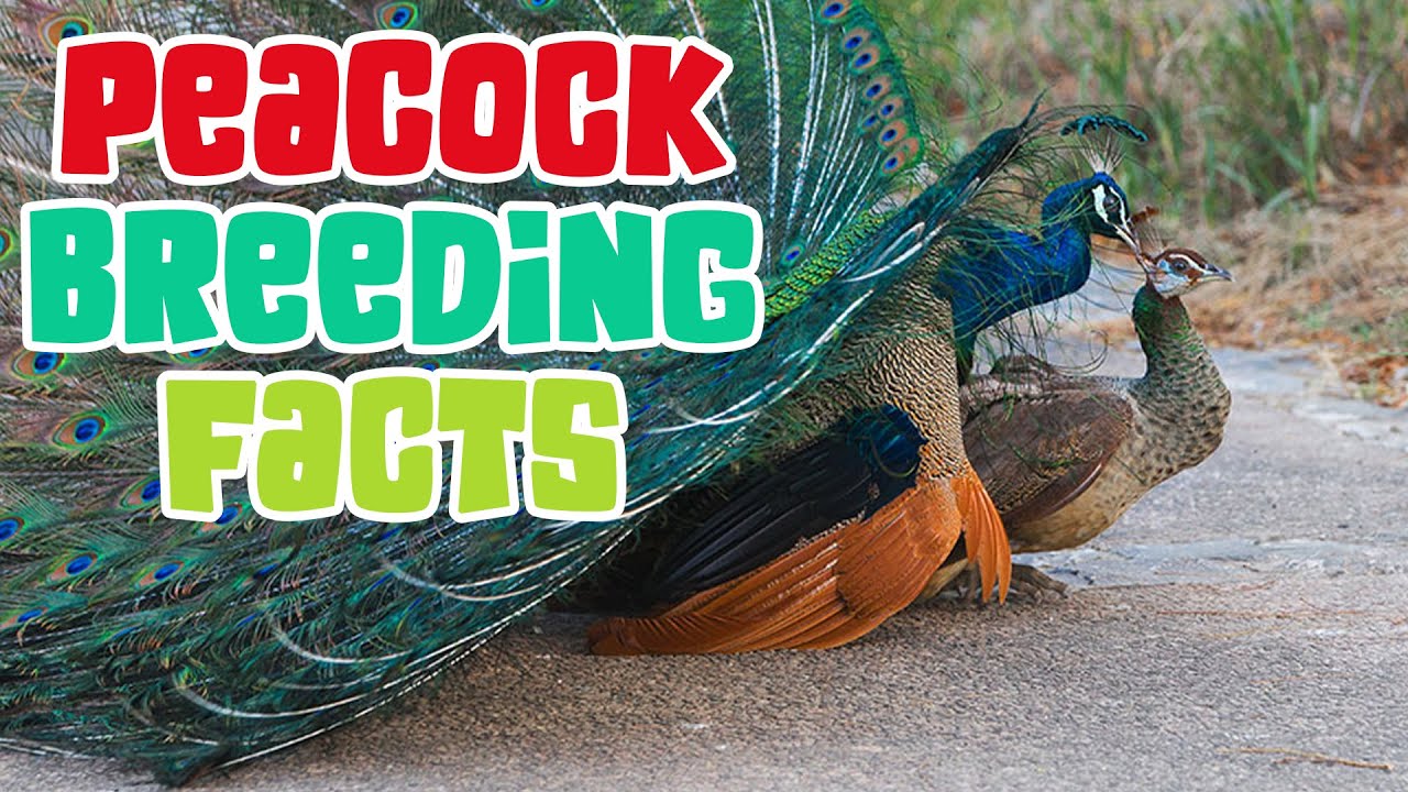 Amazing Facts About Peacocks | Breeding Fact - YouTube