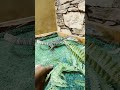 Baby Nile Monitor enclosure 🔥 #reptile #nilemonitor