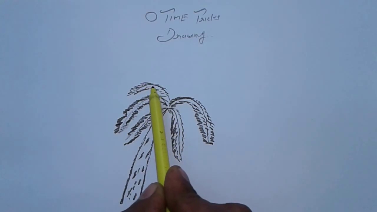 khajoor ke ped ki drawing kaise kare palm tree drawing youtube khajoor ke ped ki drawing kaise kare palm tree drawing