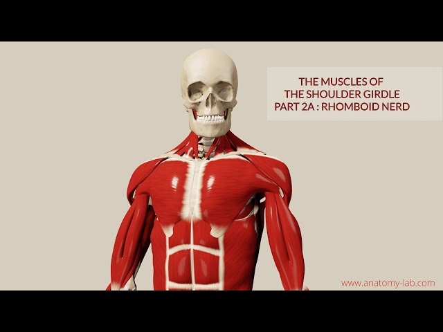 Muscles of Shoulder Girdle 2a: Rhomboids (3D Anatomy) 