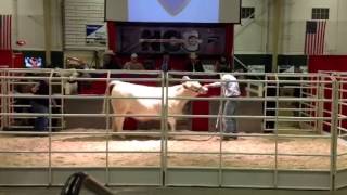 02/22 Ncc Charolais Heifer Sale