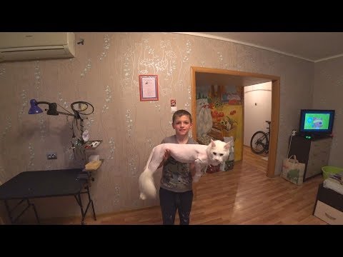 Мейн-куна подстригли на лысо / Или как нас мама заставила подстричь кота.