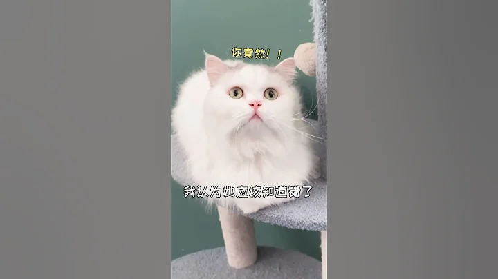 【小扶蝶的日常】小猫咪的报复心有多强 - 天天要闻