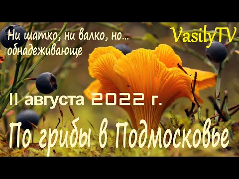 🌳По грибы в Подмосковье 11 августа 2022 г.🌳Ни шатко, ни валко, но… обнадеживающе