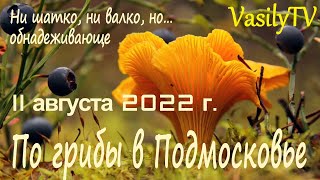 🌳По грибы в Подмосковье 11 августа 2022 г.🌳Ни шатко, ни валко, но… обнадеживающе