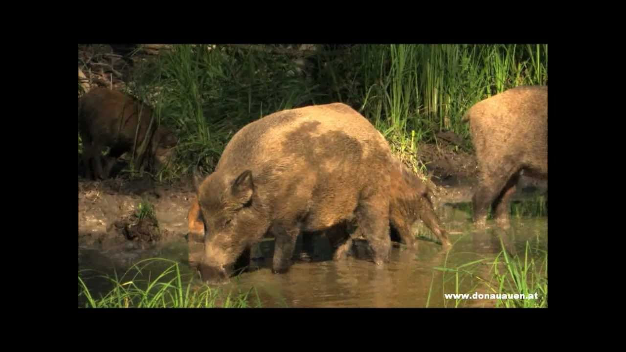 Nationalpark Donau-Auen von Sabine Probst