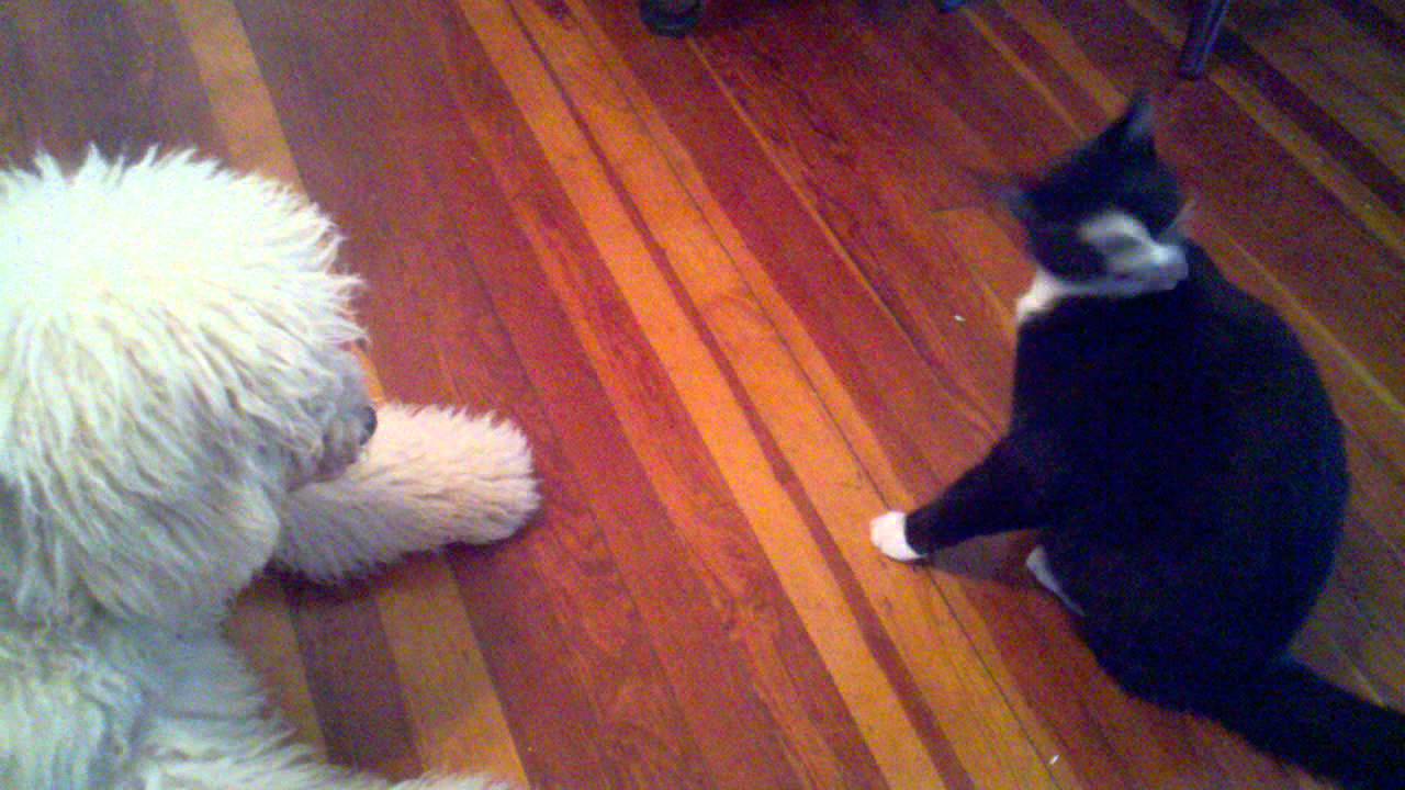 huck and bogie cats rule dogs drool YouTube