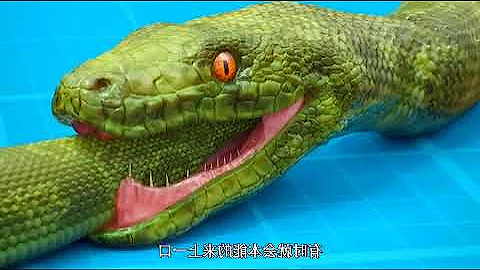 "What Happens When a Snake Eats Its Own Tail? | Shocking Animal Behavior Explained!