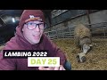 LAMBING EWE LAMBS, DID I MAKE THE RIGHT DECISION? | Vlog 23 - Lambing 2022