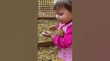 نم نم Farm Cartoon اكسبلور Funny ترند Cute ترند تيك توك Comedy تصميم Love 
