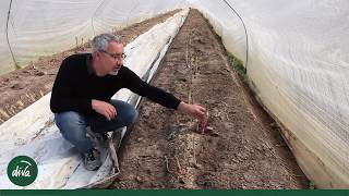 Asparagi verdi e bianchi: qual è la differenza? | DIVA